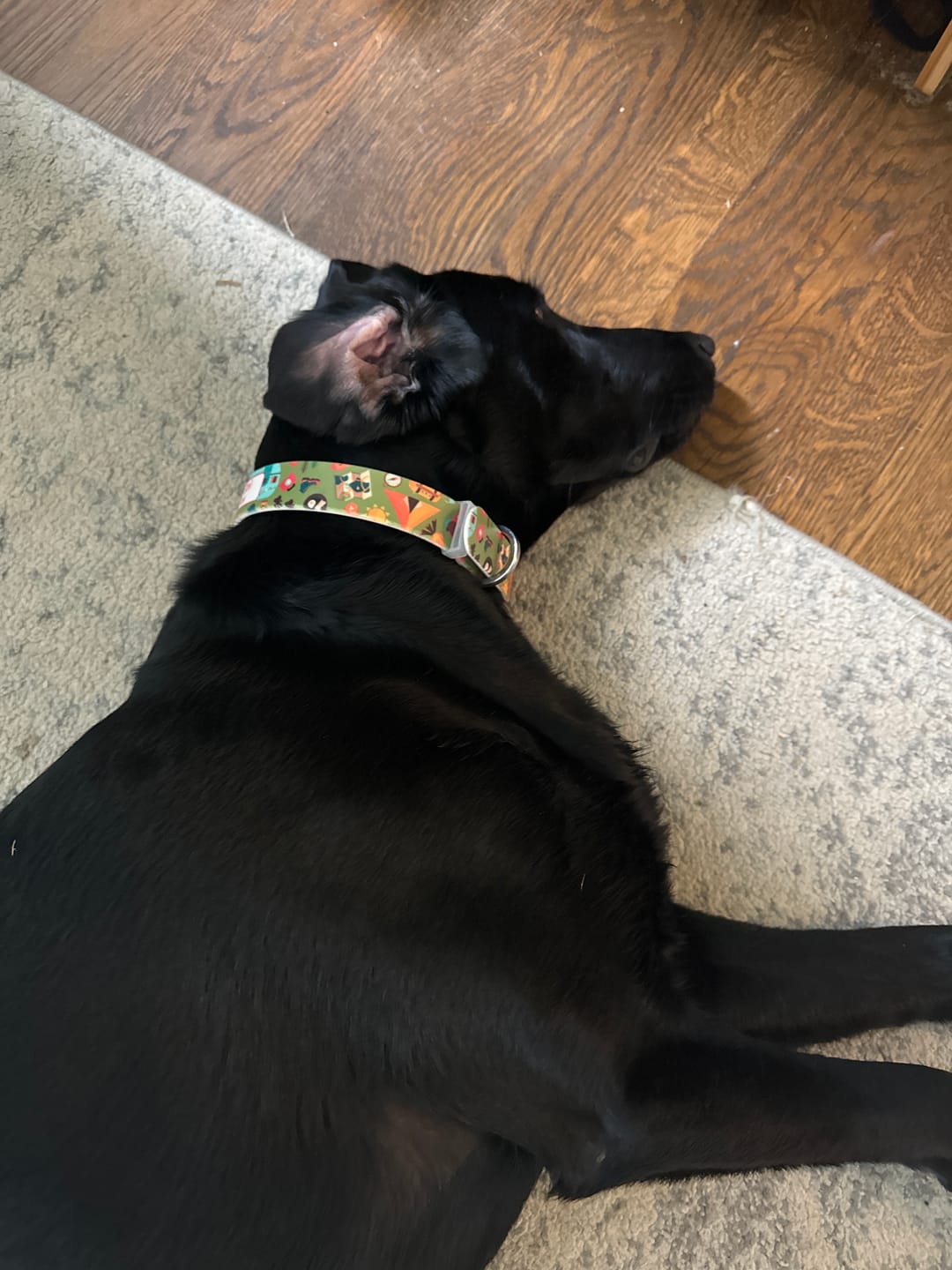 Customer photo review of The Great Smoky Mountains Dog Collar