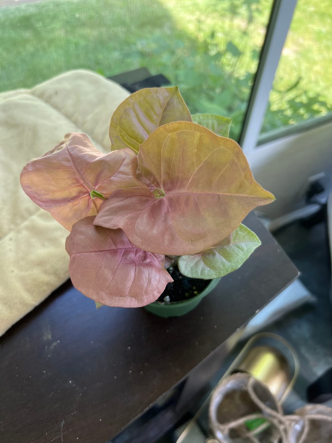 Customer photo review of Syngonium podophyllum 'Neon Robusta'