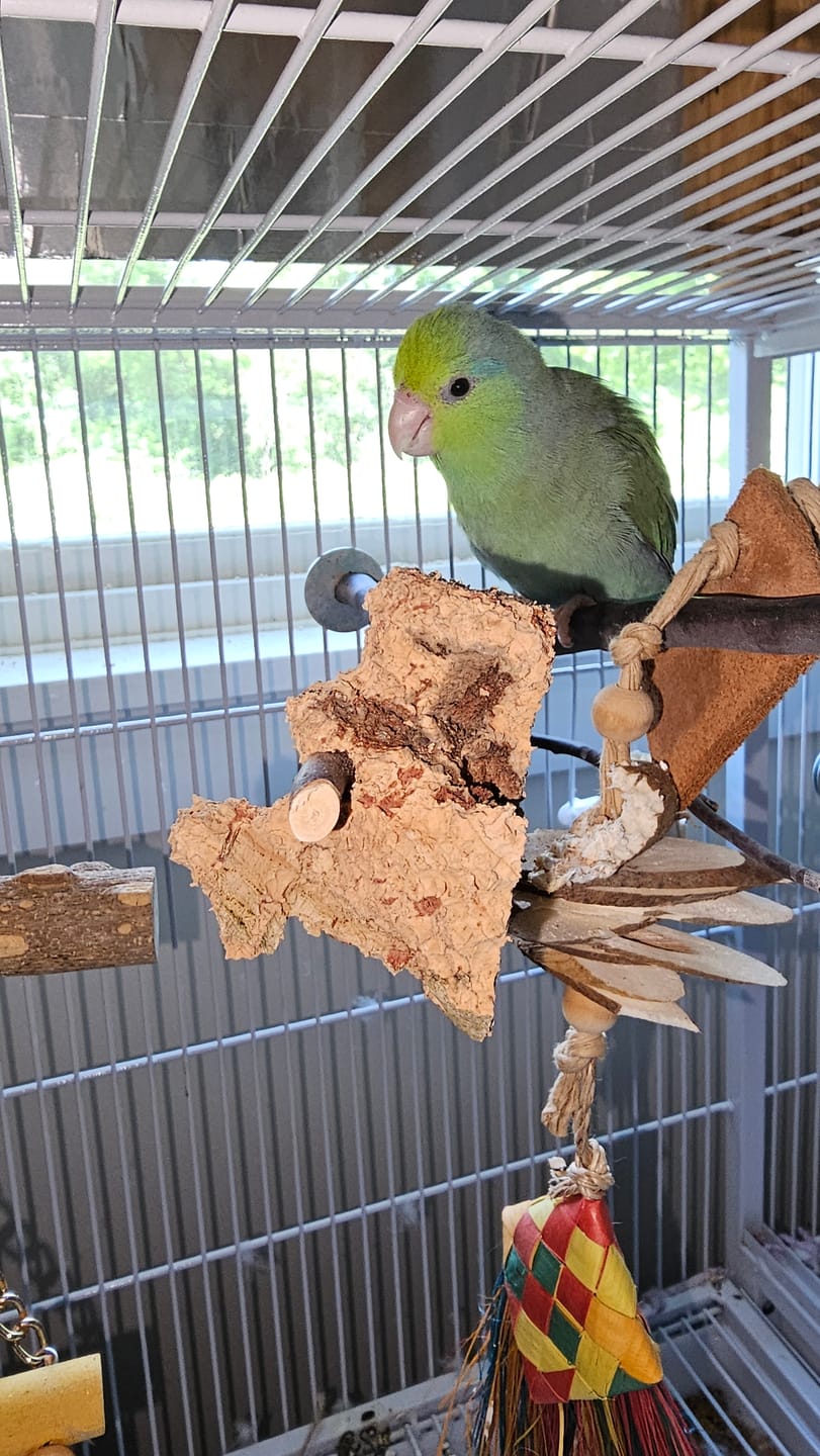 Customer photo review of Natural Cork Chunks