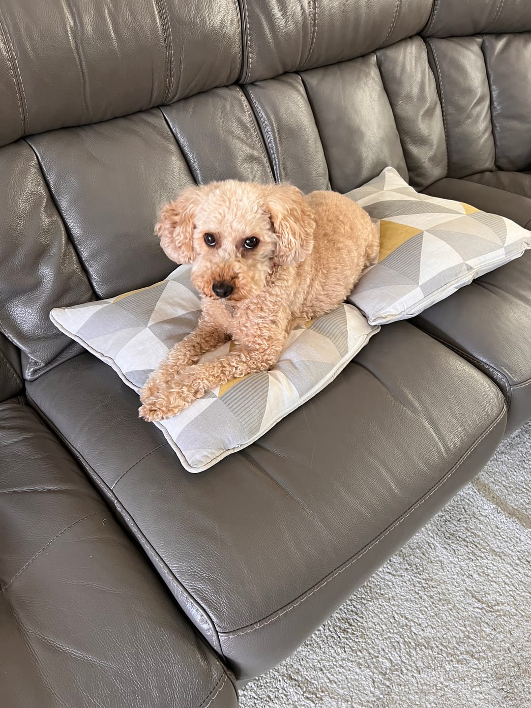 Customer photo review of Adjustable Dog Harness - Pigasus