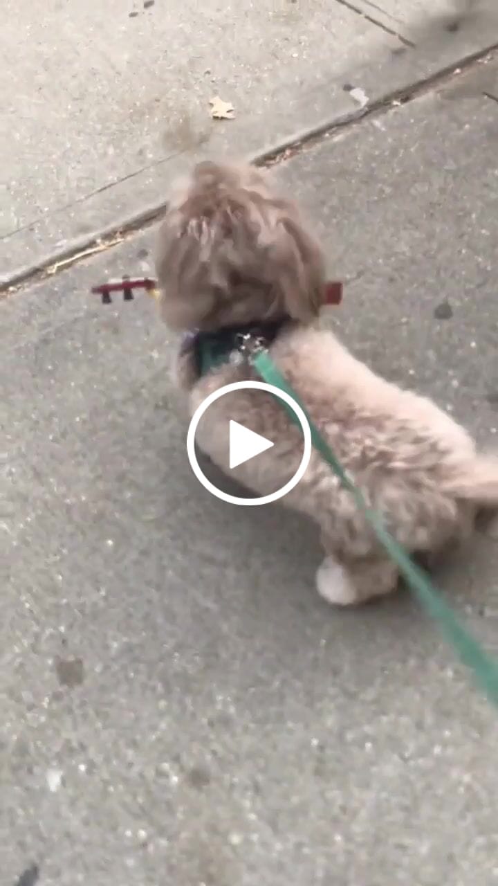 Customer video review of The Guitarist Dog Costume for Halloween