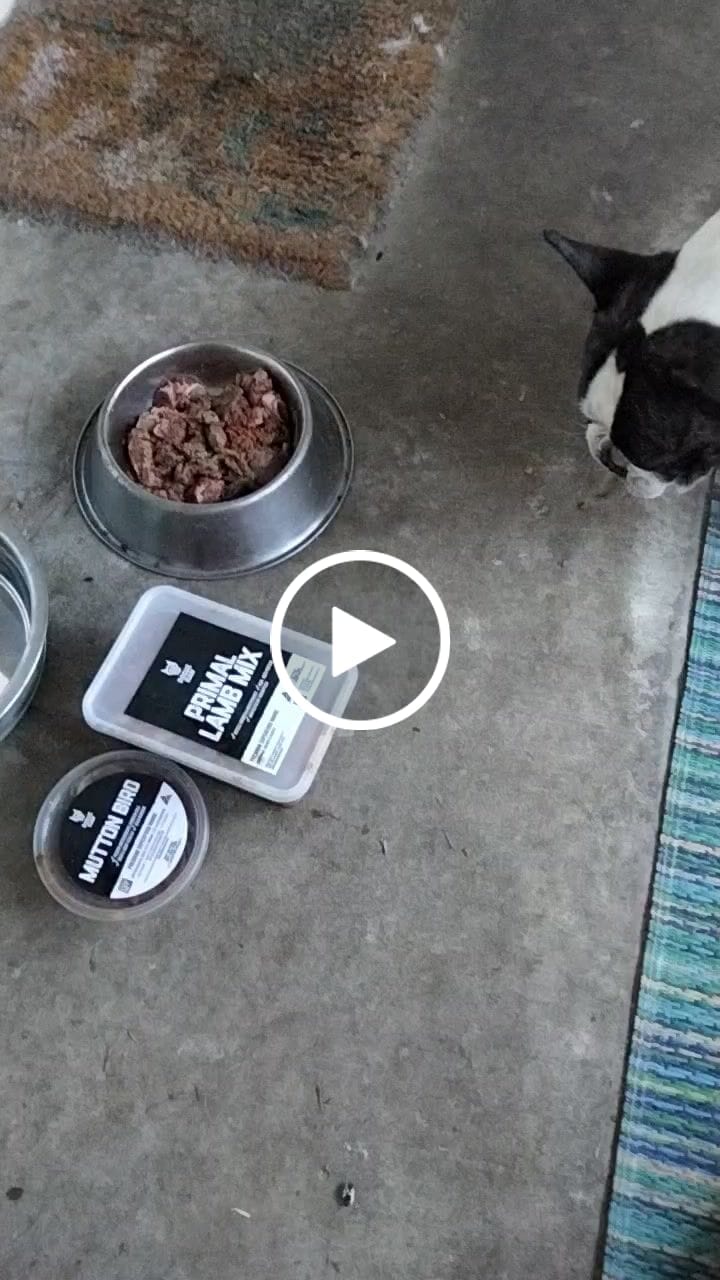 Customer video review of PRIMAL LAMB MIX - Raw