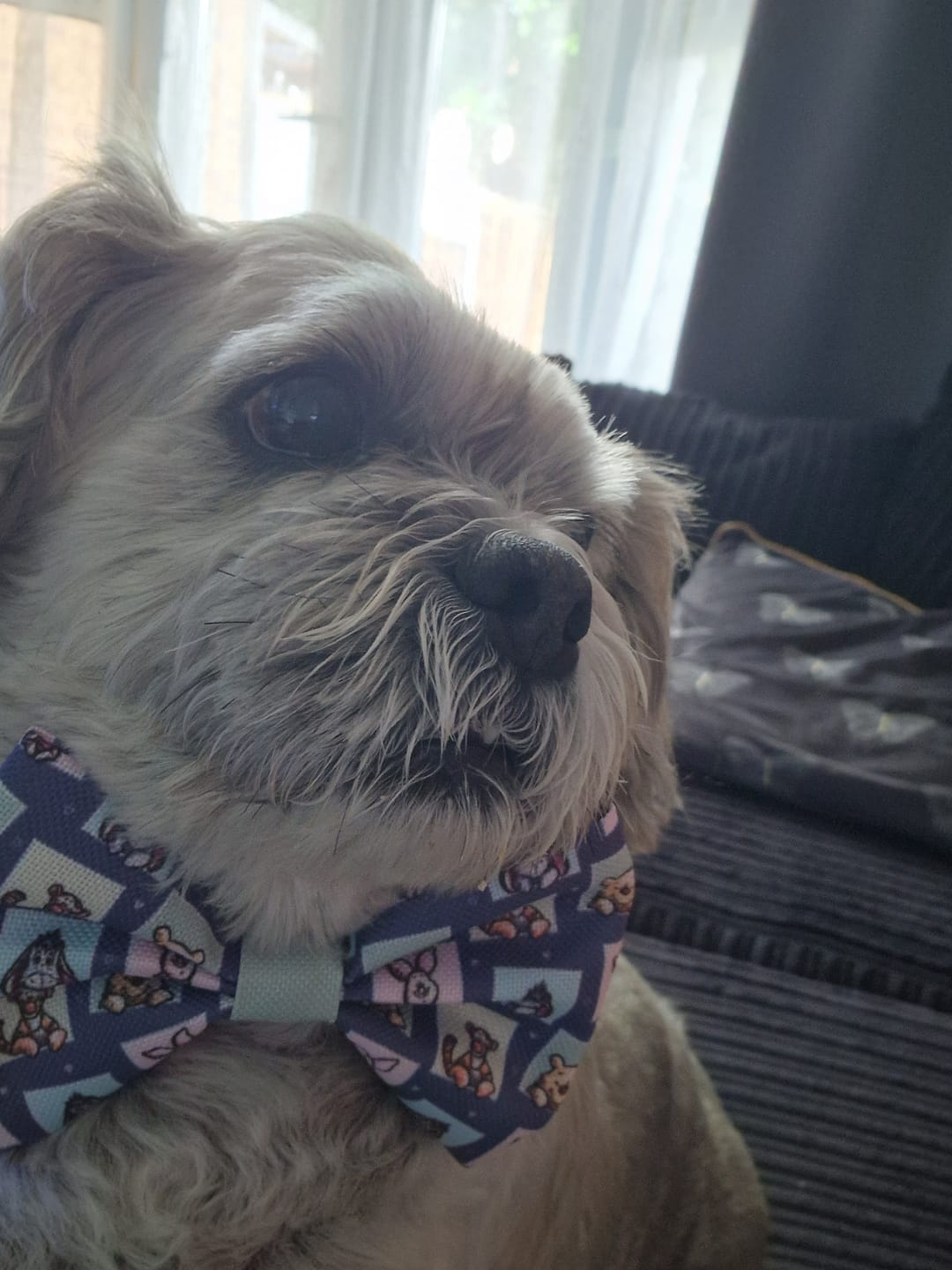 Customer photo review of Disney© Bow Tie - Winnie + Friends