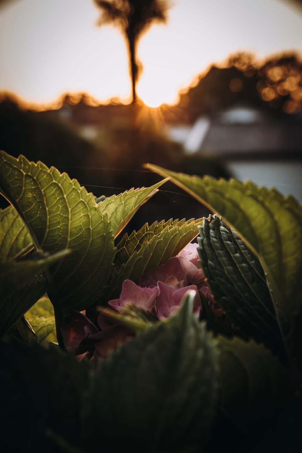 Customer photo review of GOLDEN HOUR LIGHTROOM PRESETS