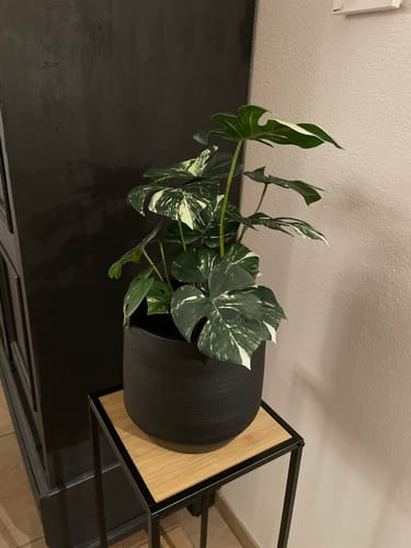 Customer photo review of Monstera Kunstplant 40cm
