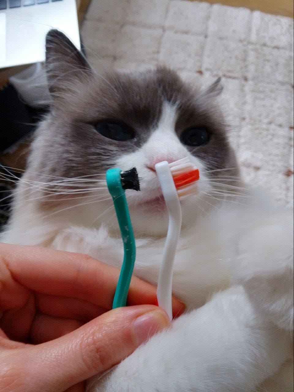 Customer photo review of RYERCAT Dual Sided Cat Toothbrush (United Kingdom)