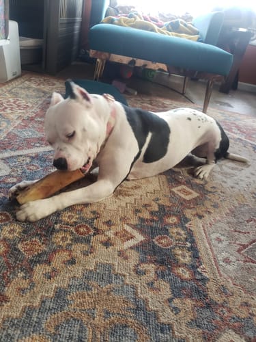 Fiona the staffy pittie mix with her smoked marrow bone, customer photo