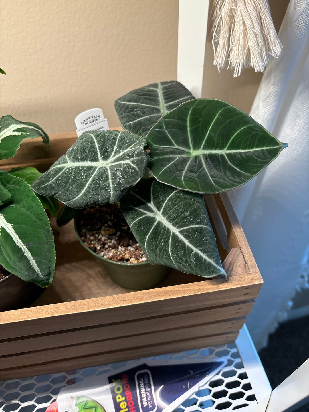 Customer photo review of Alocasia reginula "Black Velvet"