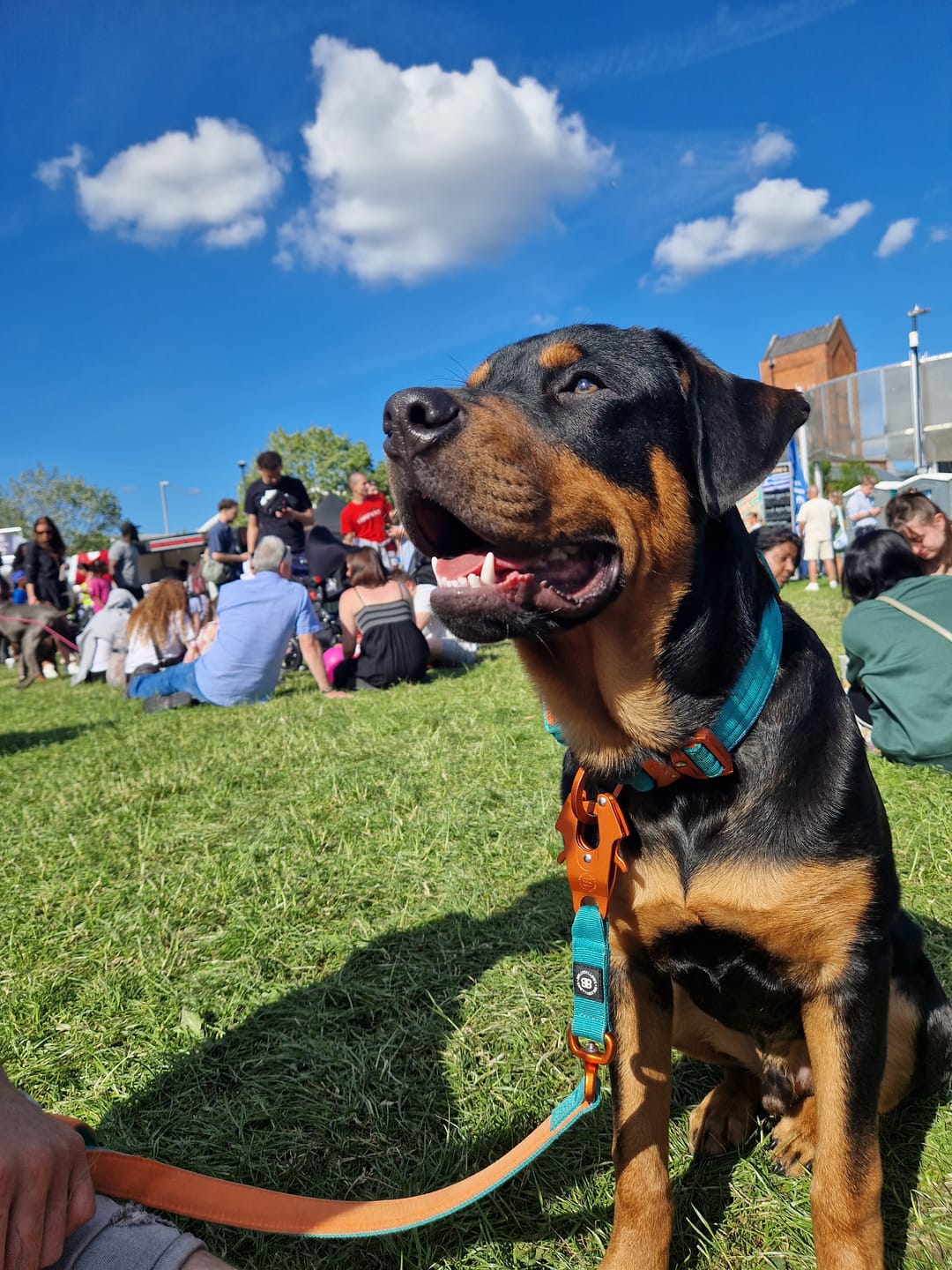 Customer photo review of 4cm LIGHTER Combat® Collar | With Handle Rated Clip - Turquoise & Orange