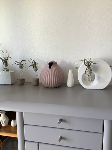 Customer photo review of Tillandsia butzii