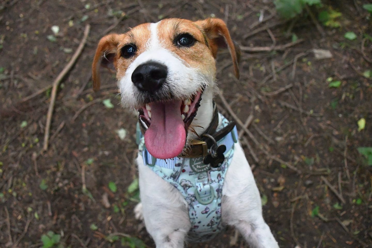 Customer photo review of Disney© Tough Trails™ Harness - 100 Aker Wood