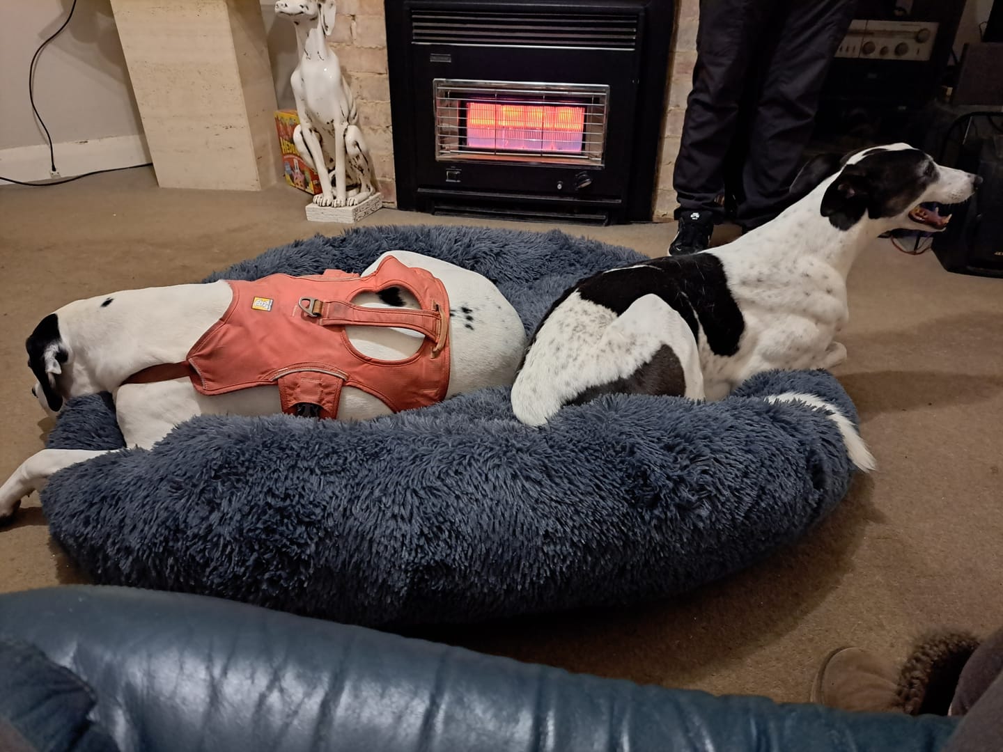 Customer photo review of Calming Dog Bed