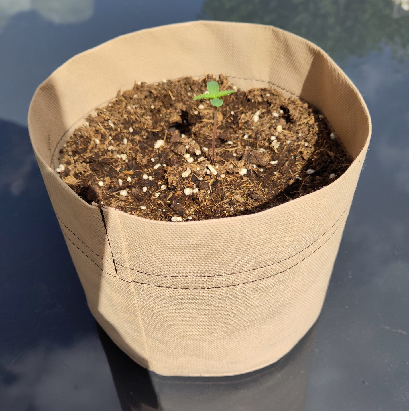 Customer photo review of Root Riot Stoff Topf