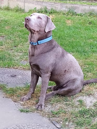 Customer photo review of FIDA Heavy Duty Dog Collar