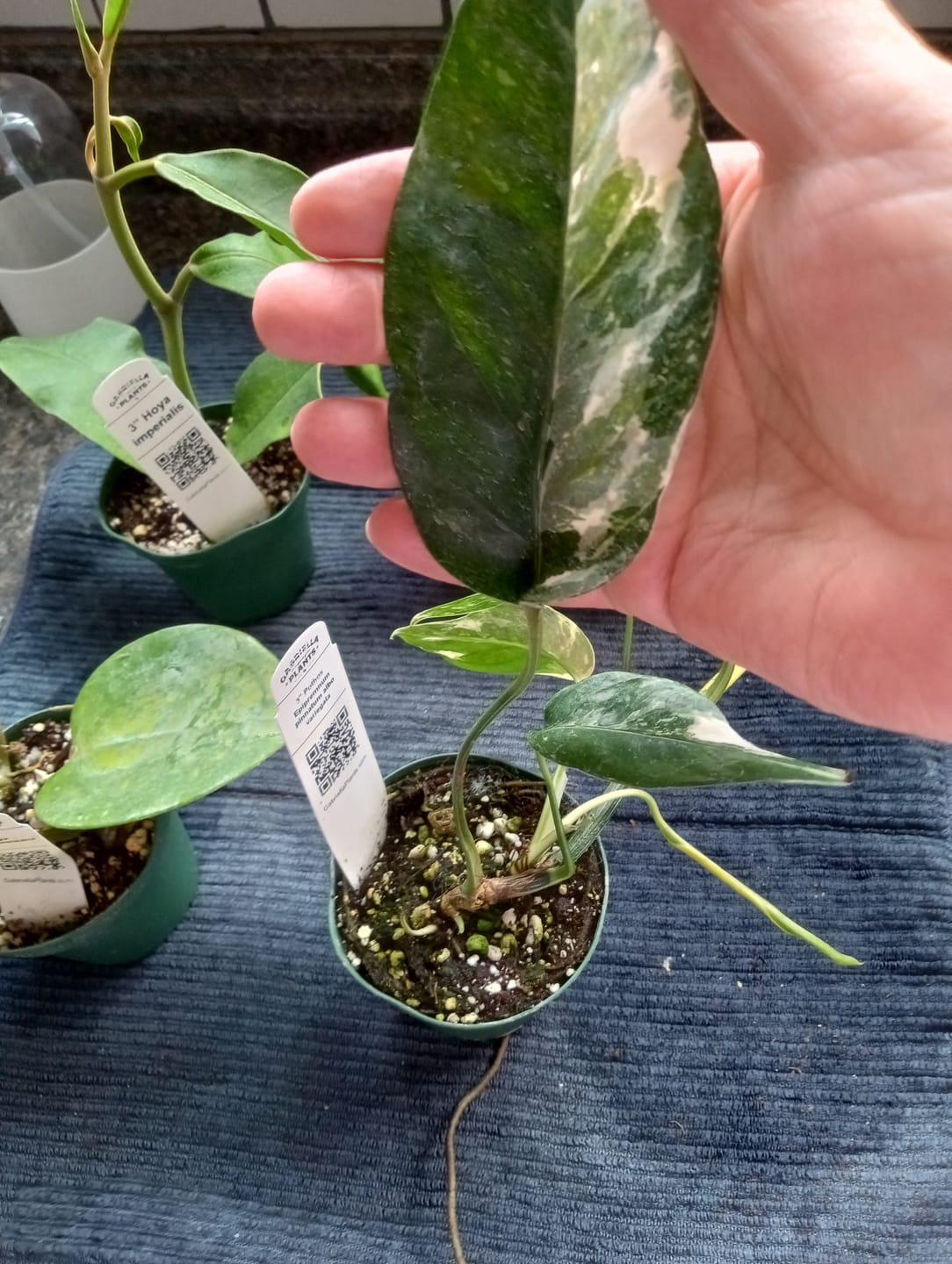 Customer photo review of Pothos Epipremnum pinnatum albo variegata