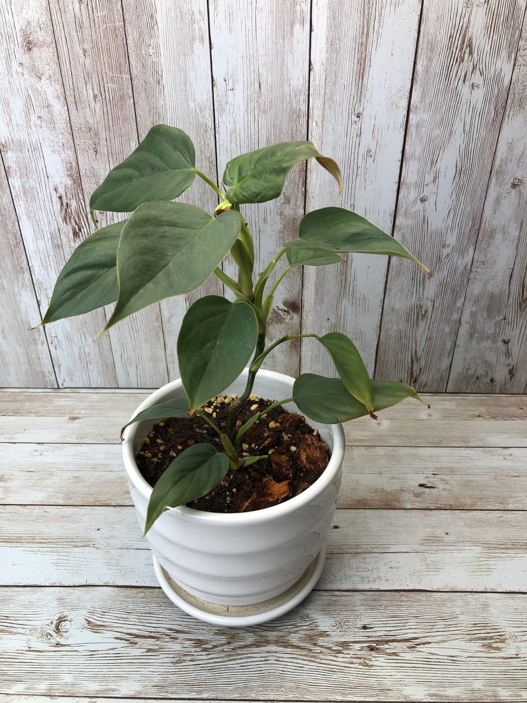 Customer photo review of Philodendron sp. 'Red Mini Machinatza'