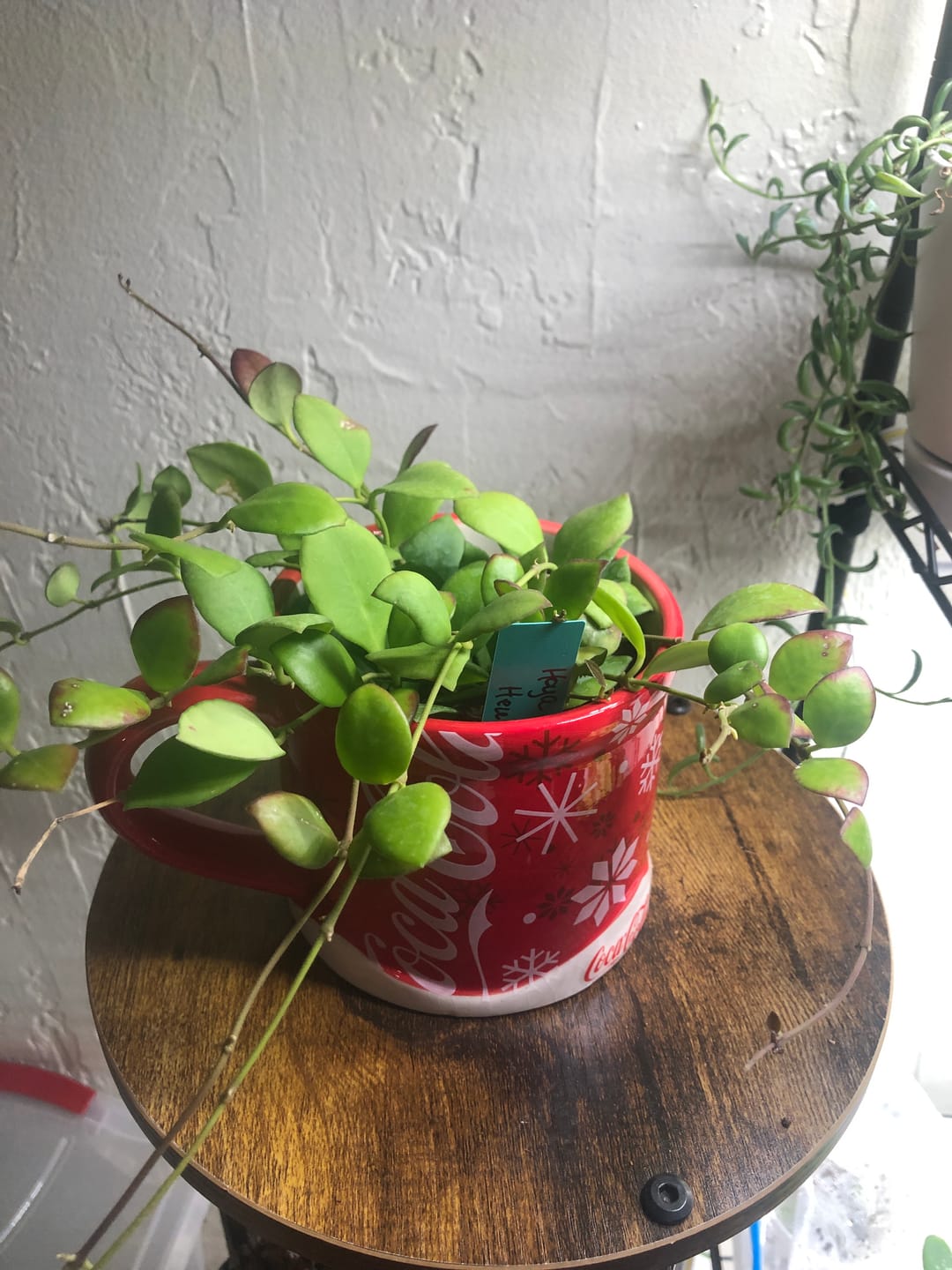 Customer photo review of Hoya heuschkeliana