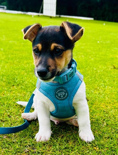 Customer photo review of Pawsome Pup Harness - Teal