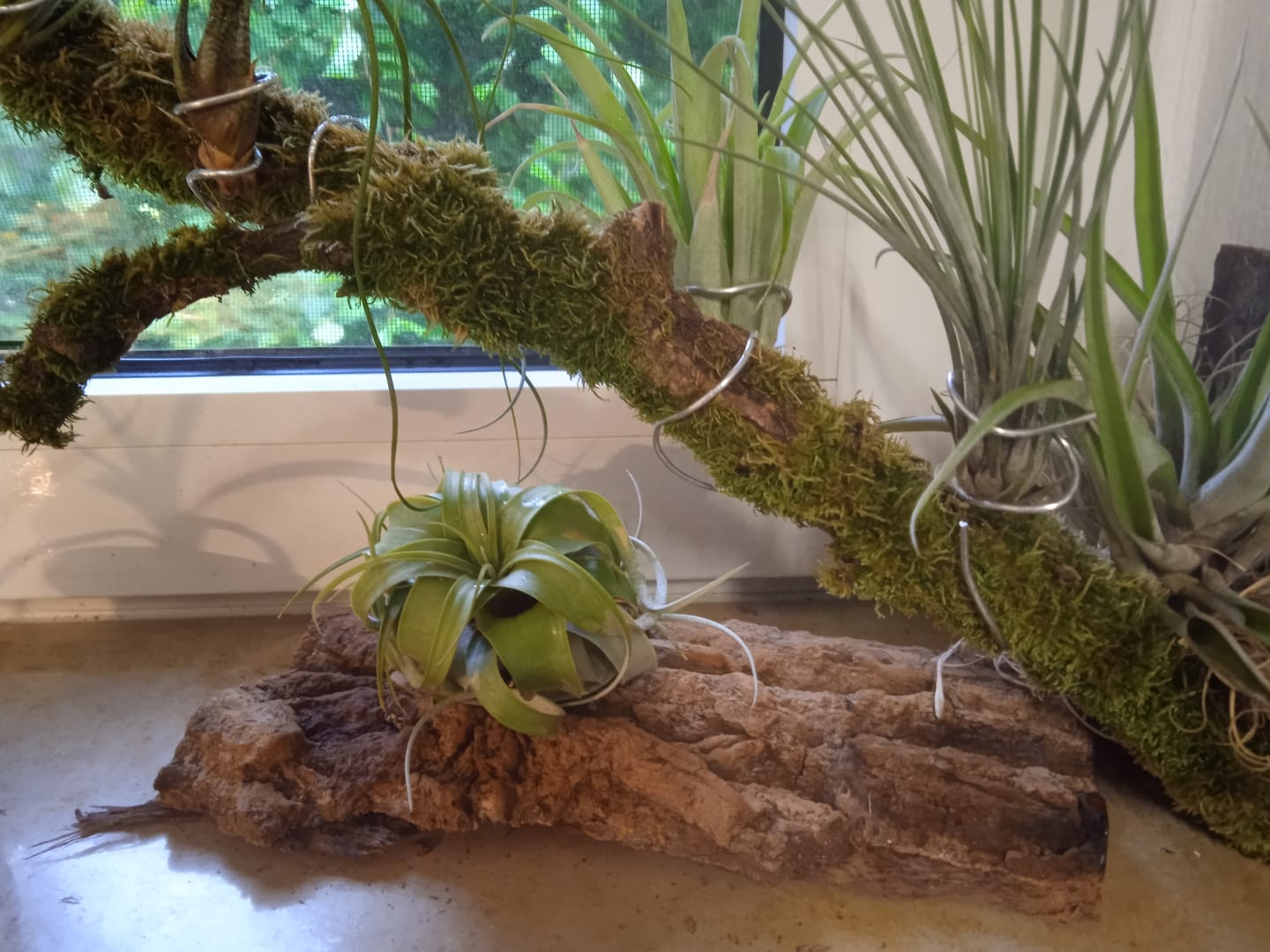 Customer photo review of Tillandsia xerographica 'Bonsai'