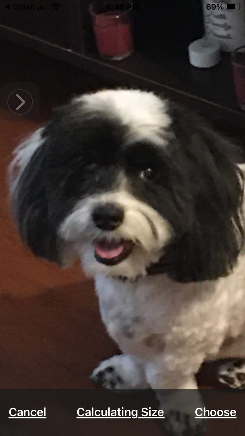 Customer photo review of Pet Pop Art - Summer 2024 (SC)
