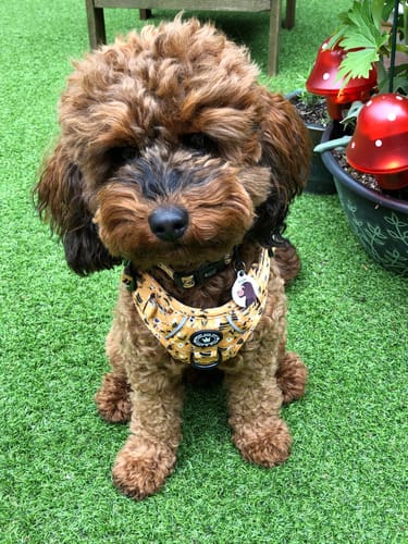 Customer photo review of Trail & Glow® Dog Harness - Wanna-Bee