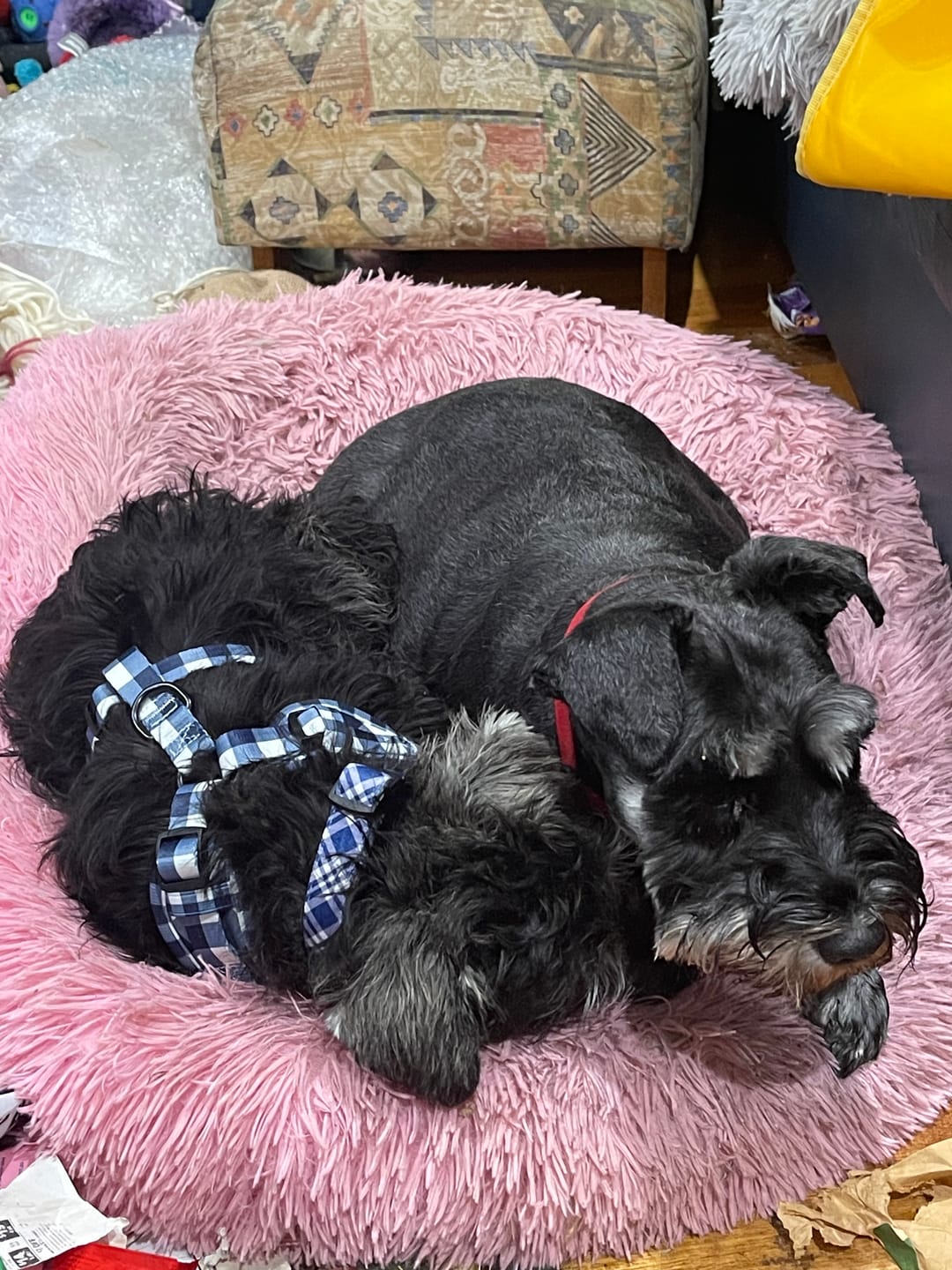 Customer photo review of Captain Dog Harness