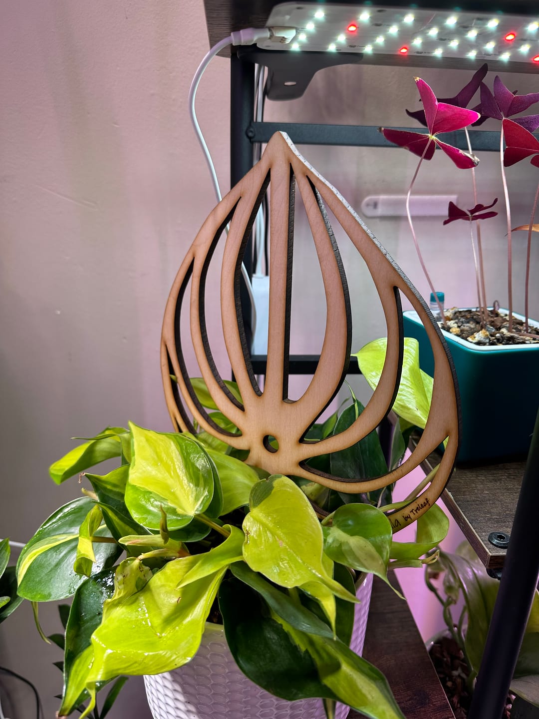 Customer photo review of Peptrella - Plant trellis inspired by watermelon peperomia
