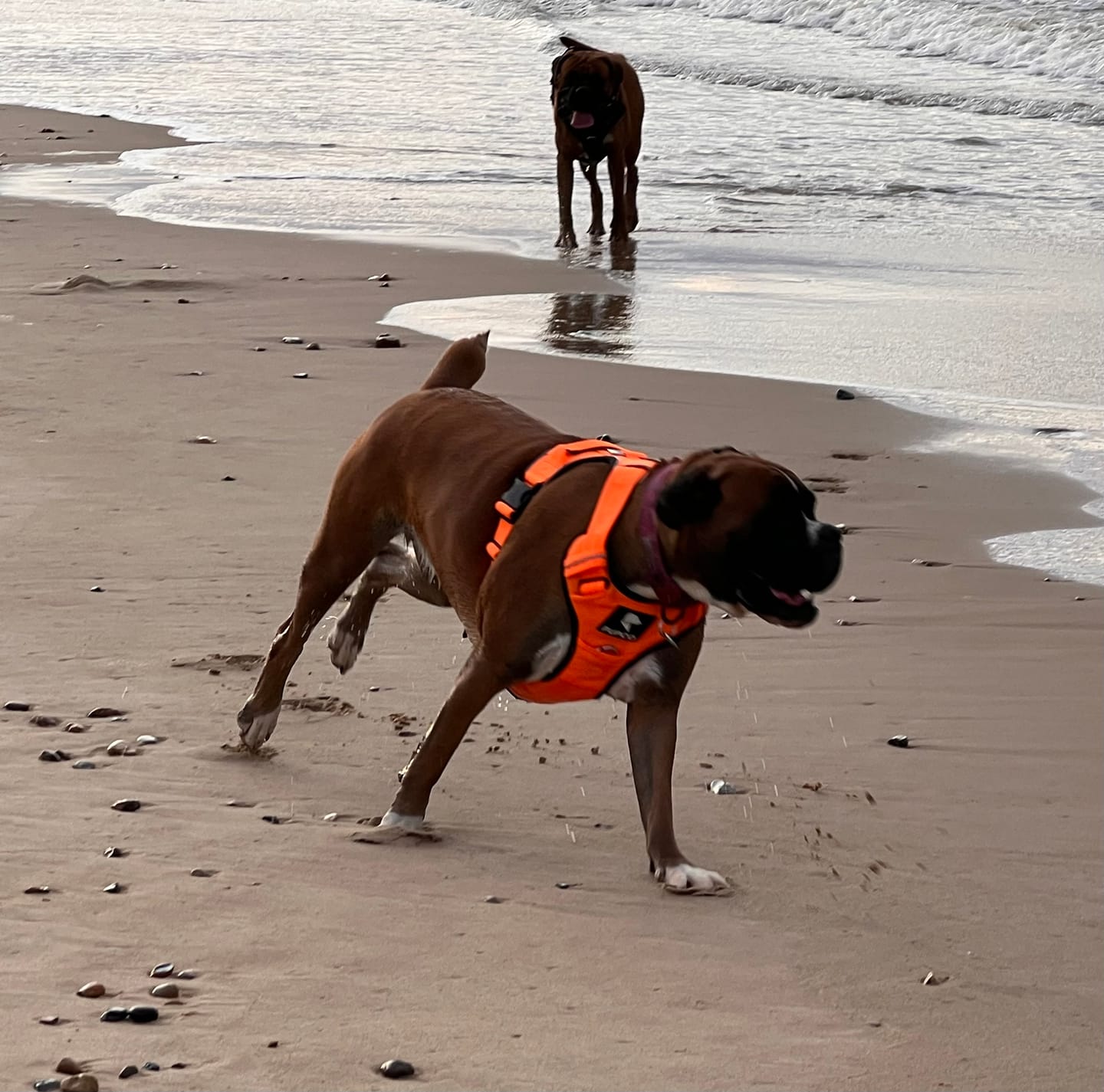 Customer photo review of Prime harness - Orange