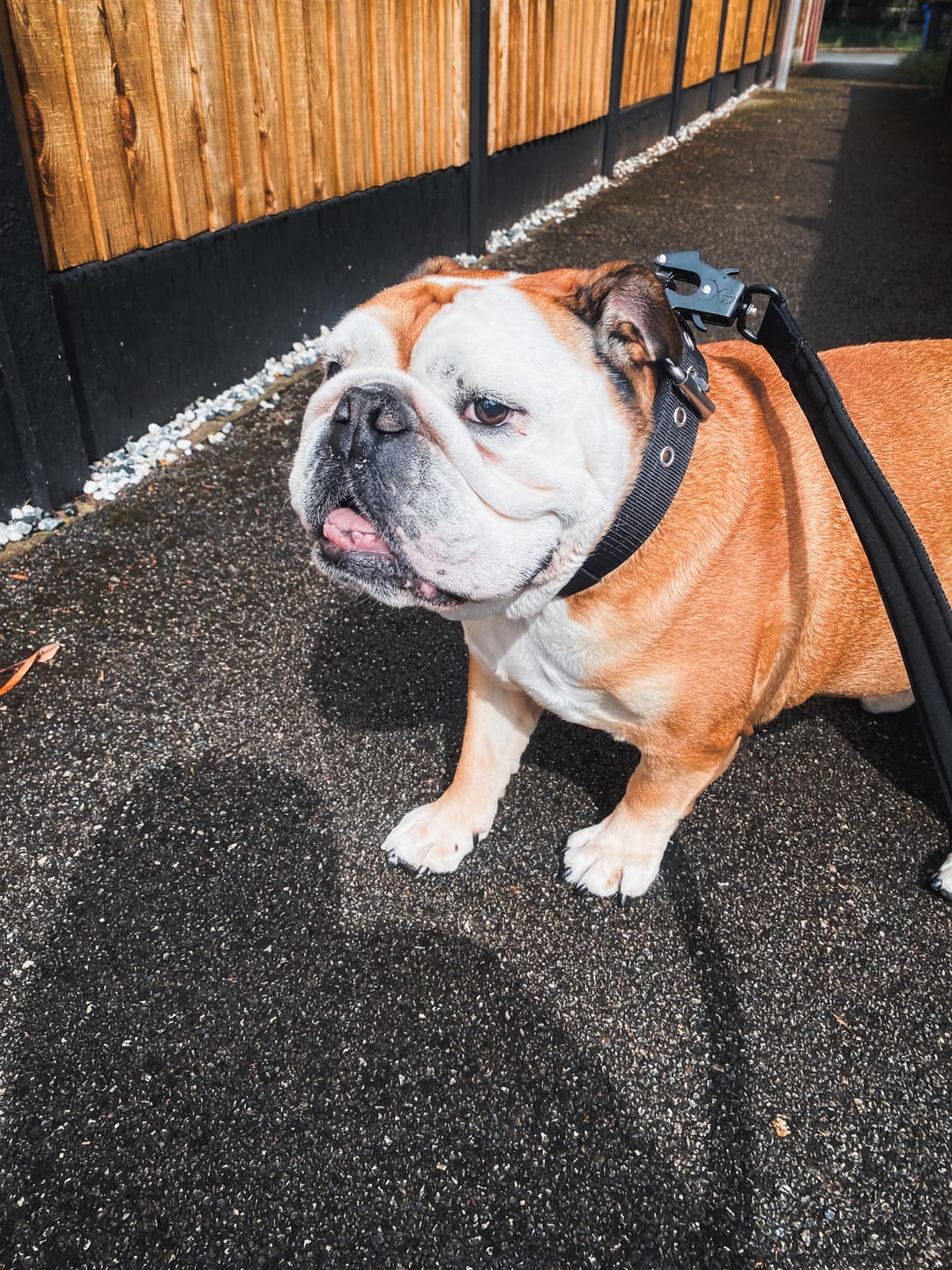 Customer photo review of 4cm Pin Buckle Collar | NO Handle & Robust Hardware - Black