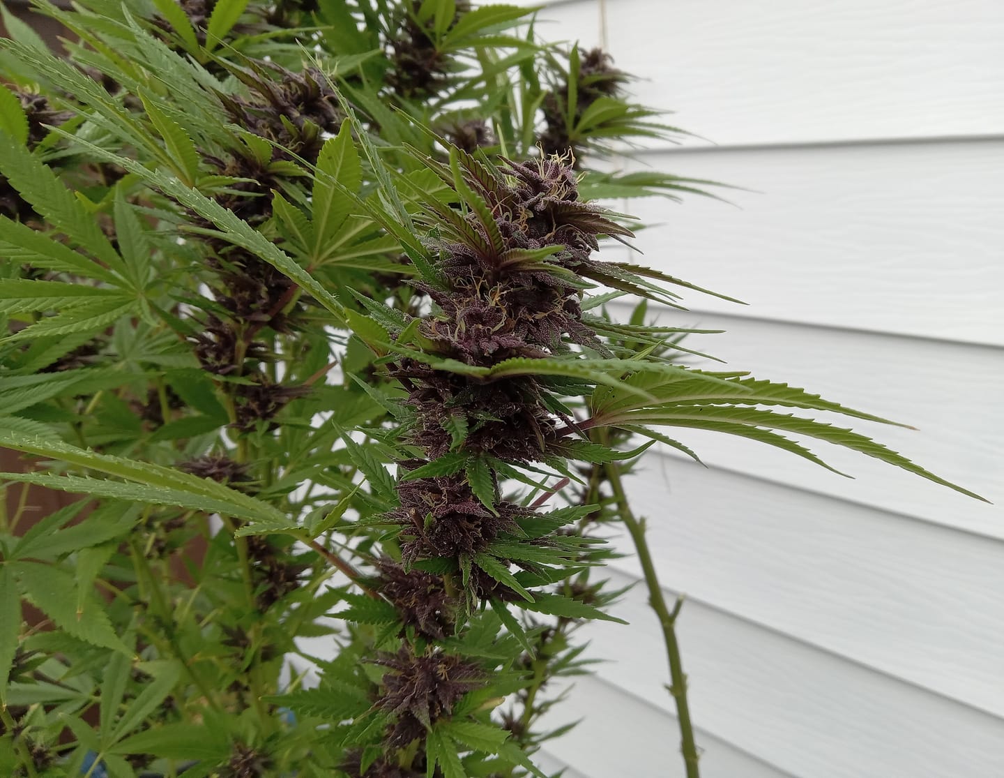 Customer photo review of Advanced Nutrients Overdrive (1-5-4)