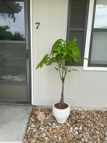 Customer photo review of Extra Large Money Tree
