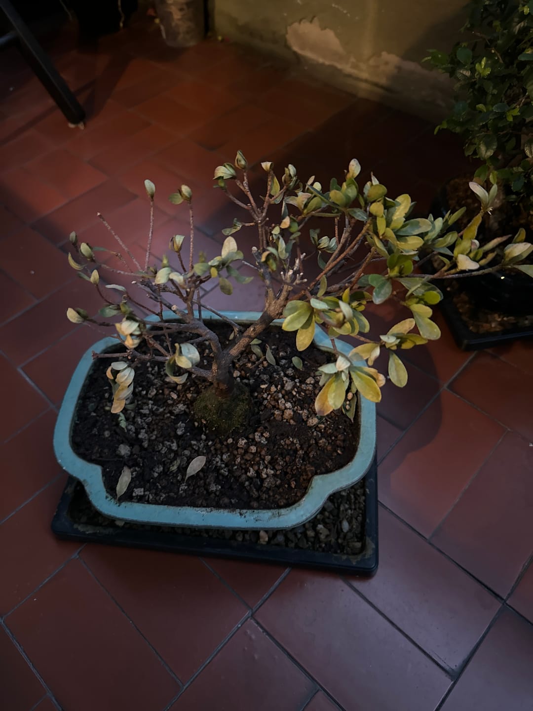 Customer photo review of SUBSTRATO PROFESSIONALE PER AZALEE CB®