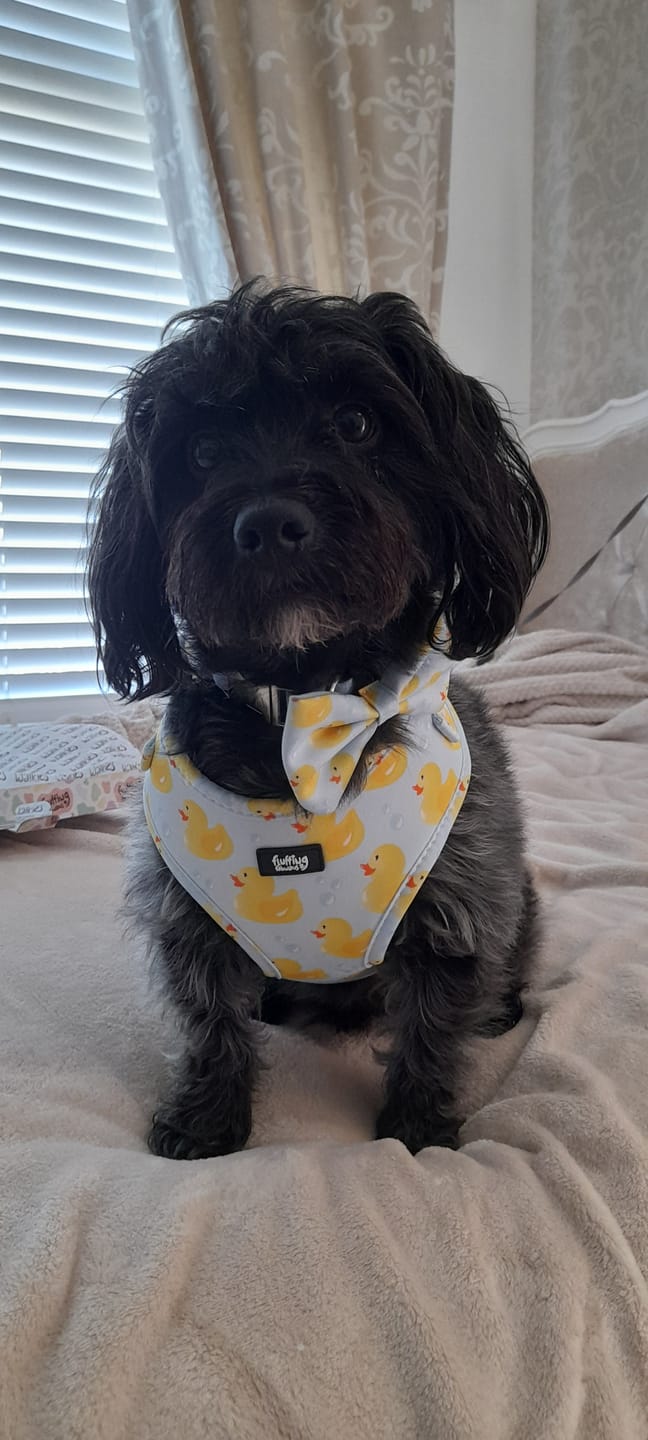 Customer photo review of Bow Tie - You Quack Me Up!