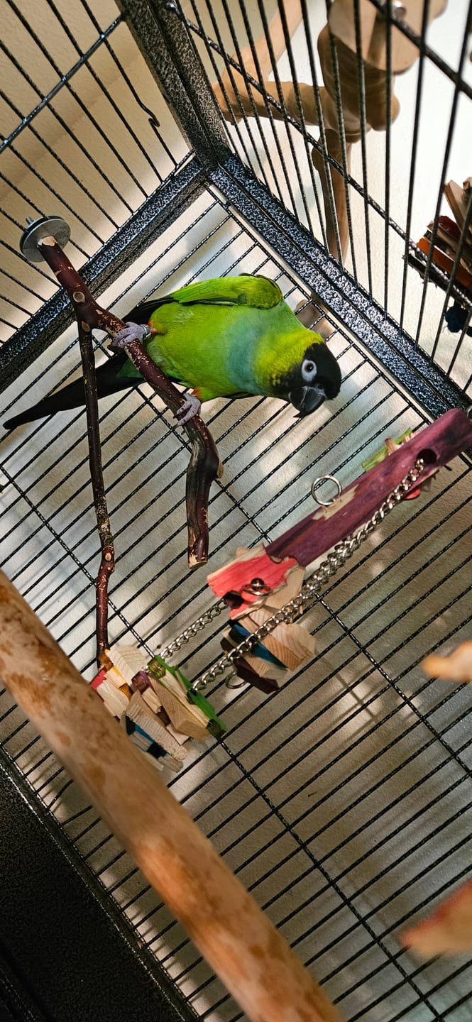 Customer photo review of Puzzle Pull - 54 Piece - By Cheep Thrills Bird Toys