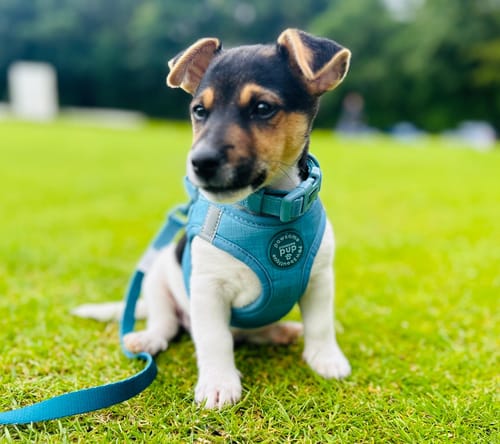 Customer photo review of Pawsome Pup Collar and Lead Set - Teal
