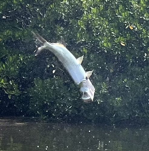 Customer photo review of Professional Series Fluorocarbon Leader, 50M