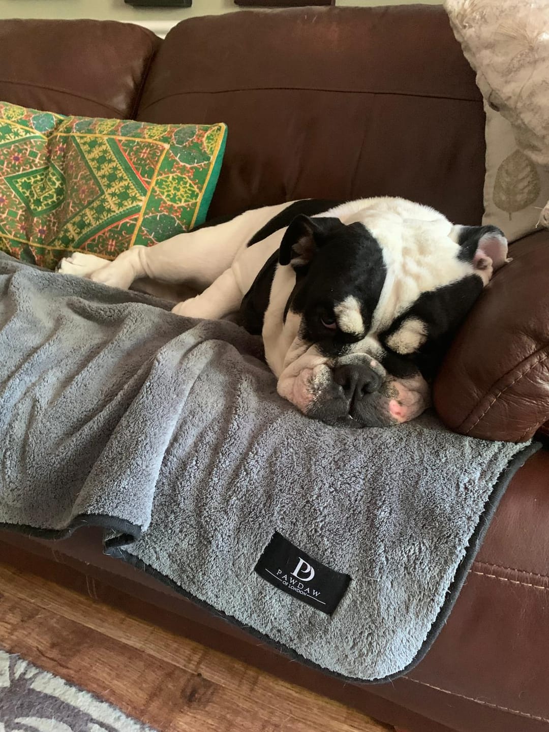 Customer photo review of Luxury Throw & Dog Blanket