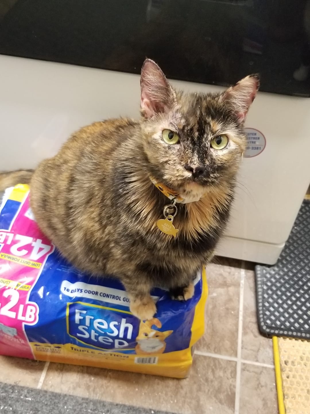 Customer photo review of Healthy Skin for Cats - Cat Miliary Dermatitis, Skin Allergy & Cat Scabs Remedy