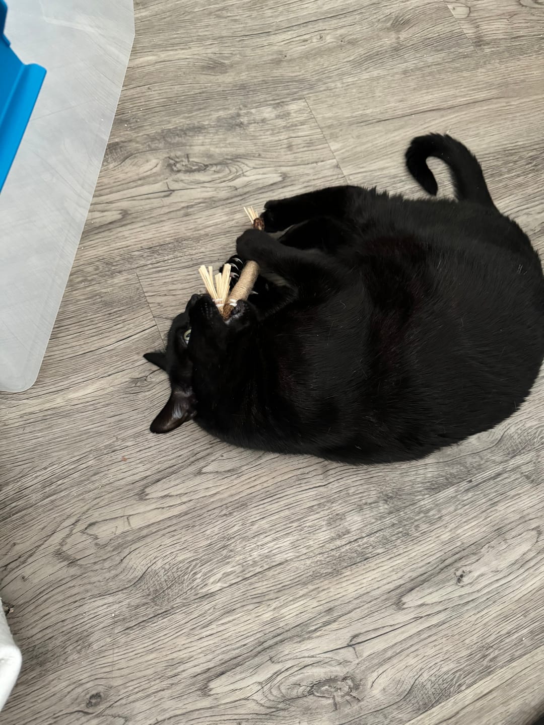Customer photo review of RYERCAT Silvervine Cat Dental Sticks