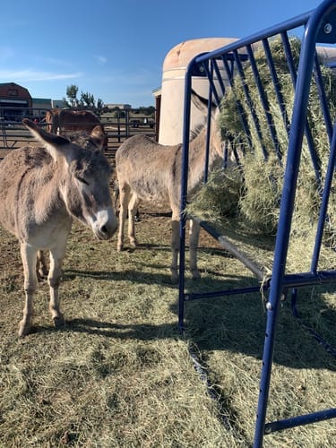 Customer photo review of Adjustable Height Hay & Grain Feeder