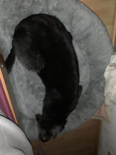 Customer photo review of Cama Antiestrés Para Perros