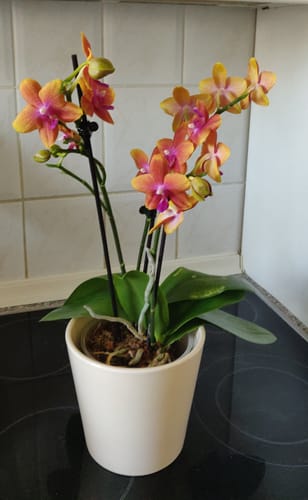 Customer photo review of Große Two of Us Orchideen Farbmix mit 3 Stielen im 3er Set