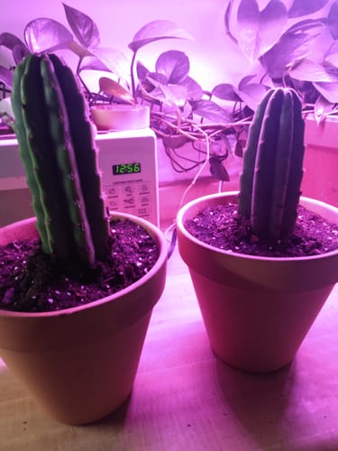 Customer photo review of San Pedro Cactus | Echinopsis (Trichocereus) pachanoi