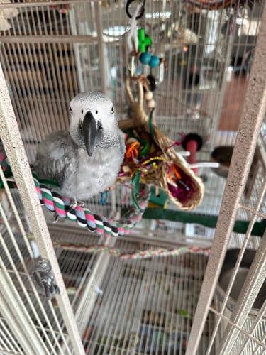Customer photo review of 950 Taco Bird Toy