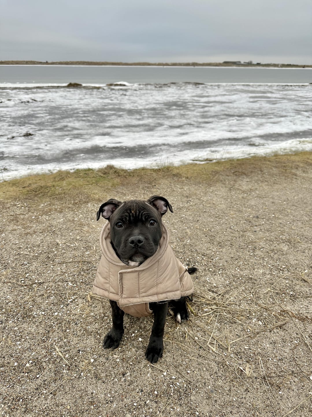 Customer photo review of Staey - Nora Hundefrakke, Natur