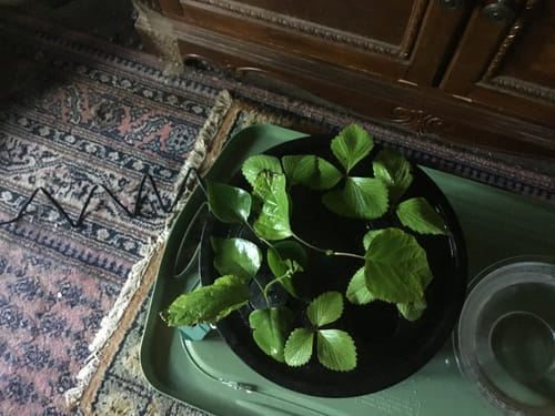 Customer photo review of Aeroponic 9 Site 3 gallon Cloner