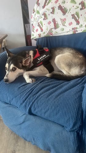 Customer photo review of No-Pull Paw Harness™