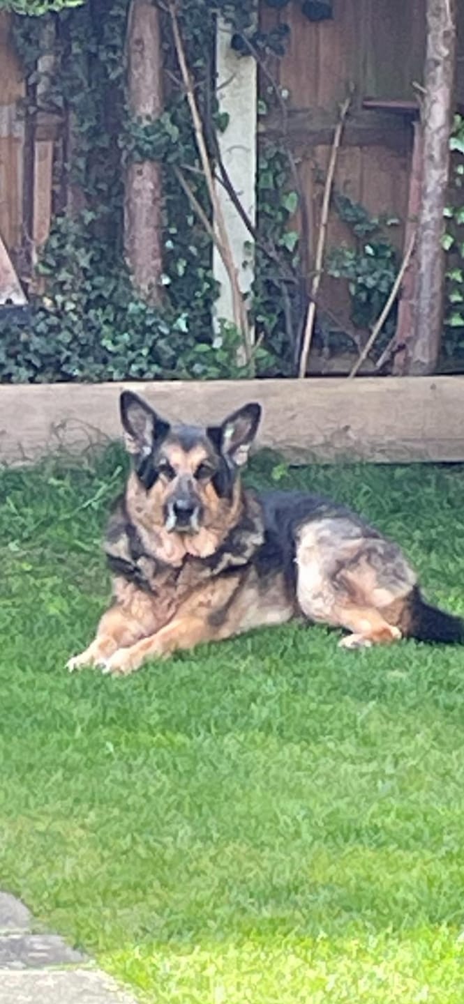Customer photo review of English Duck Dry Food