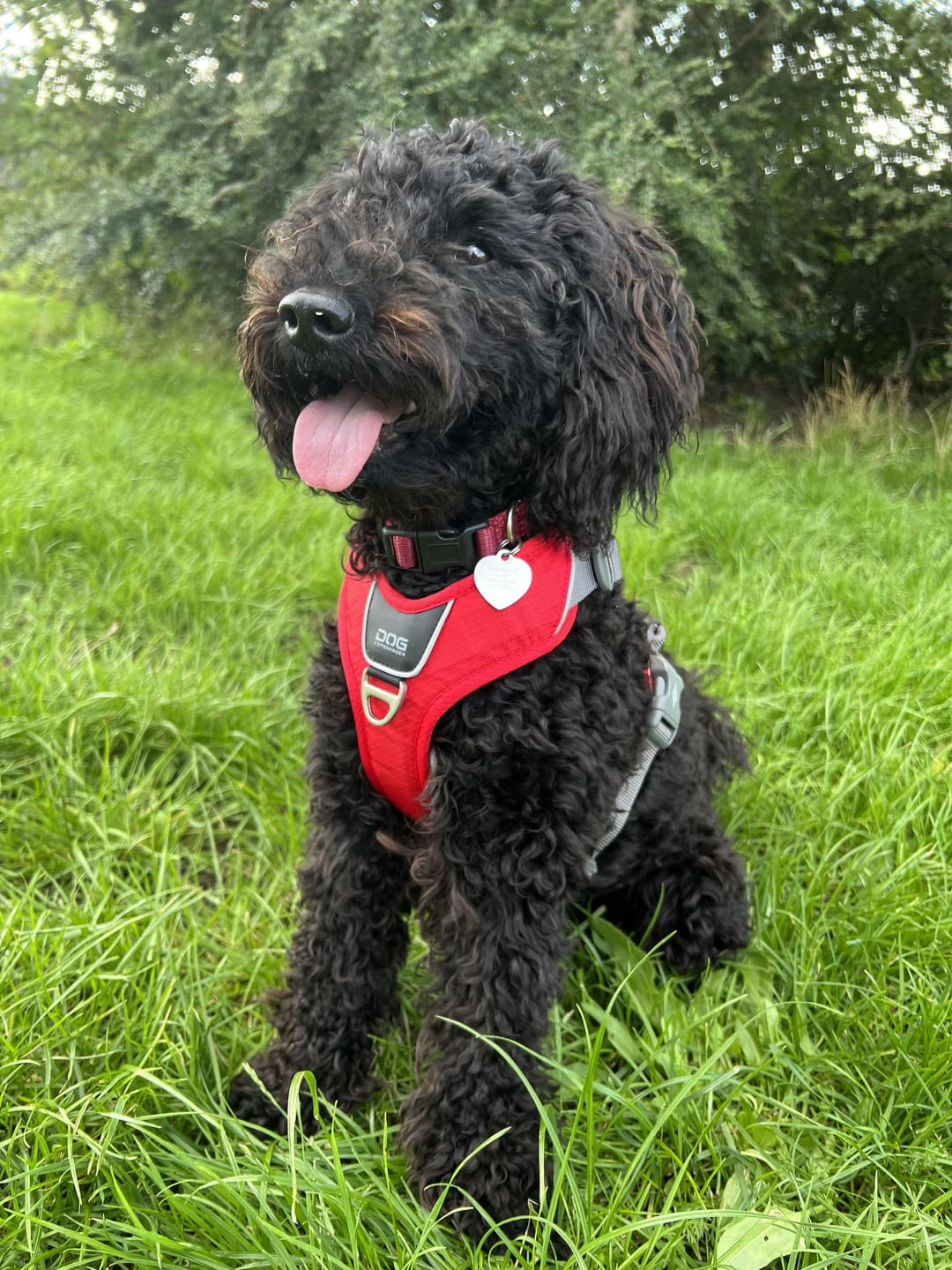 Customer photo review of Dog Copenhagen Comfort Walk Pro™ hundesele Classic Red