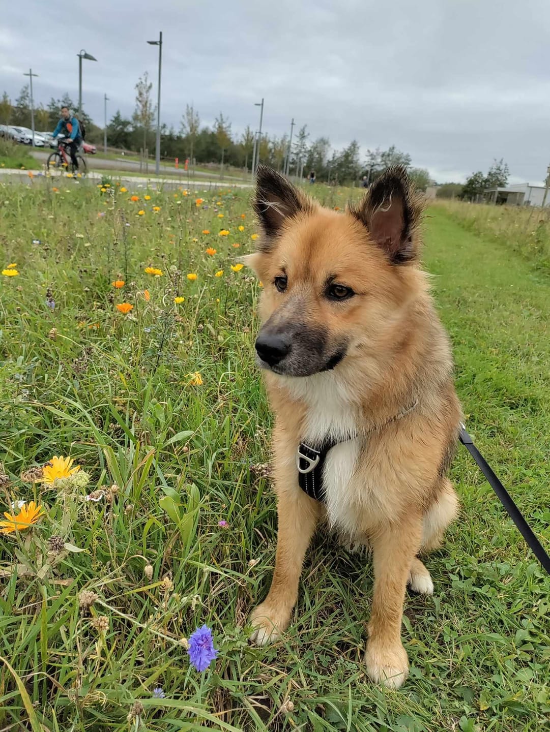 Customer photo review of Dog Copenhagen Walk Air™ hundesele Hunting Green